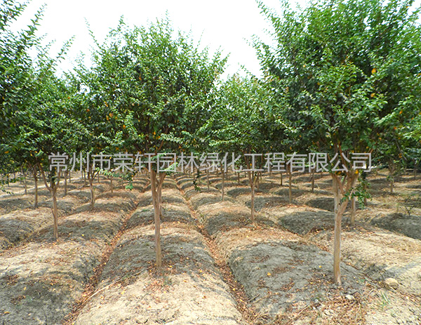 苗圃基地紫薇養護